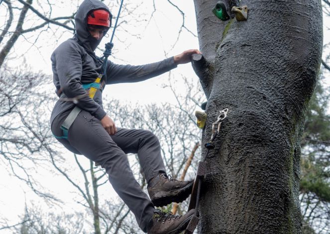 Person climbing tree