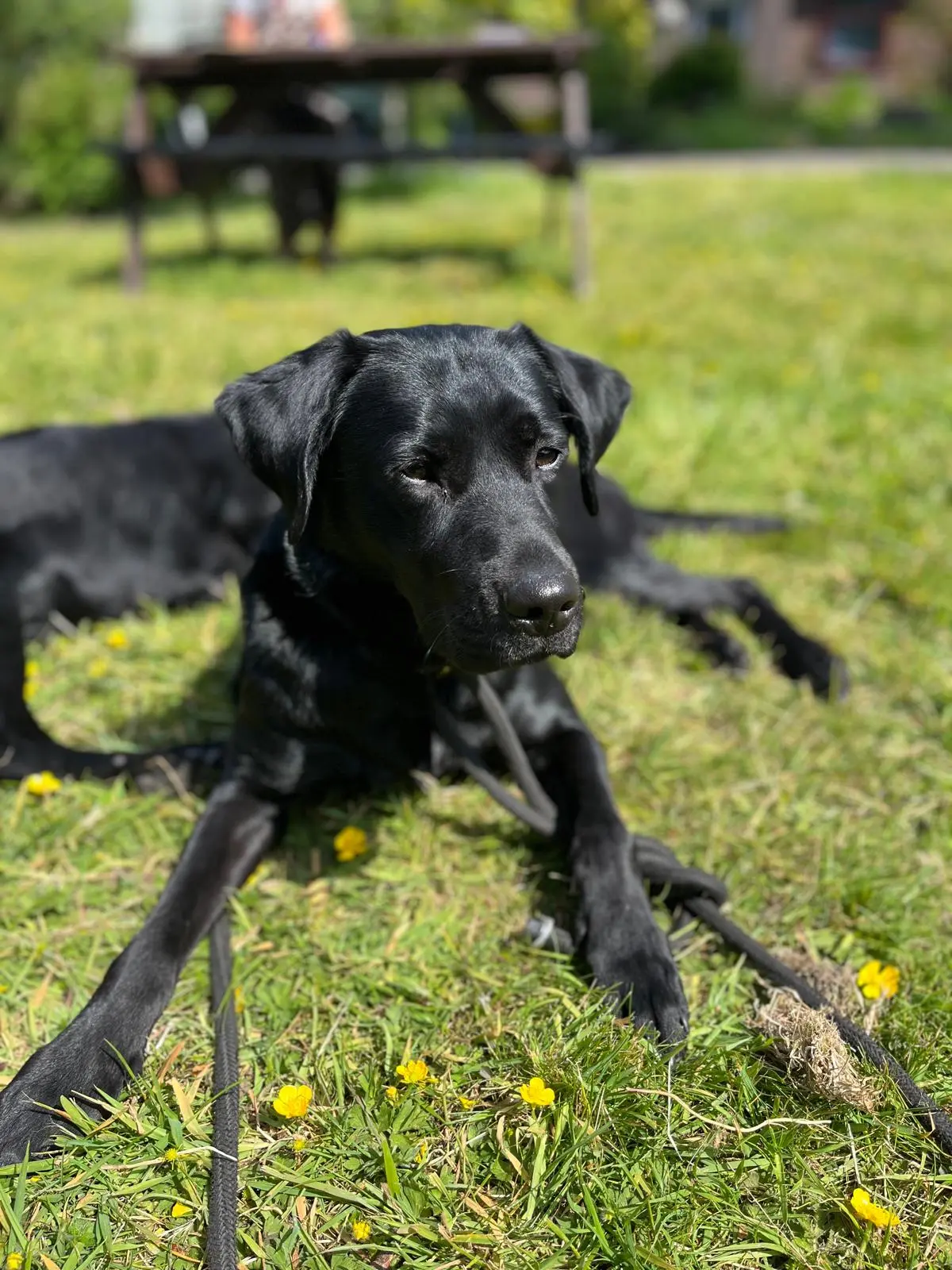 Penny the Labrador